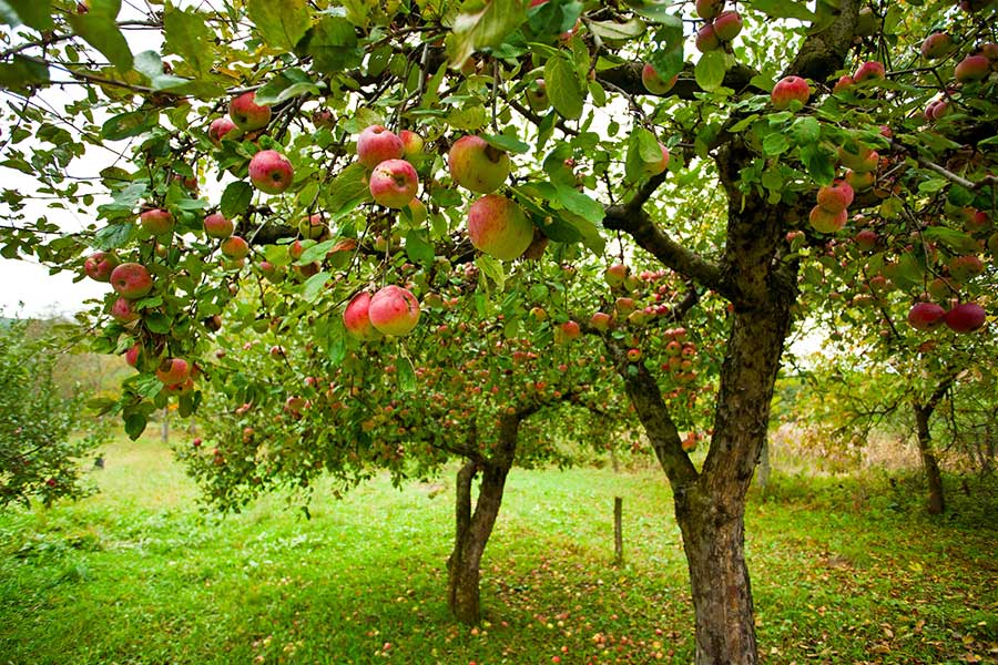 A small apple orchard with ripe apples on the trees.